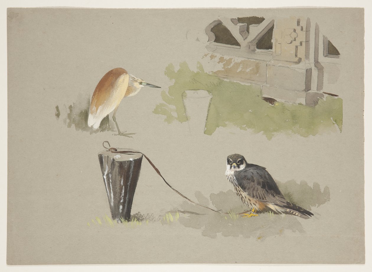 Faucon hobereau mâle attaché et héron squarro, vers 1915 - Archibald Thorburn