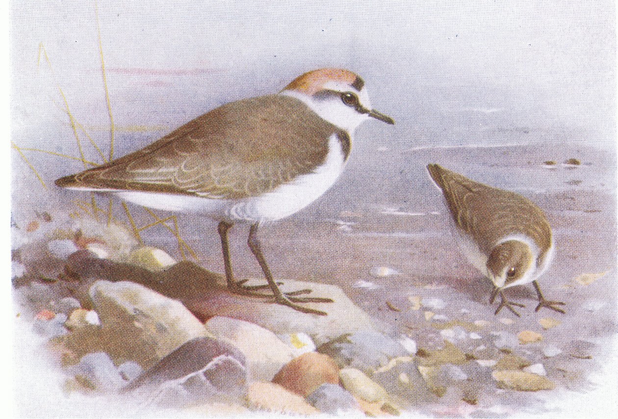 Pluvier de Kent, de Birds of the British Isles and Their Eggs publié par Frederick Warne & Co Ltd, 1958 - Archibald Thorburn
