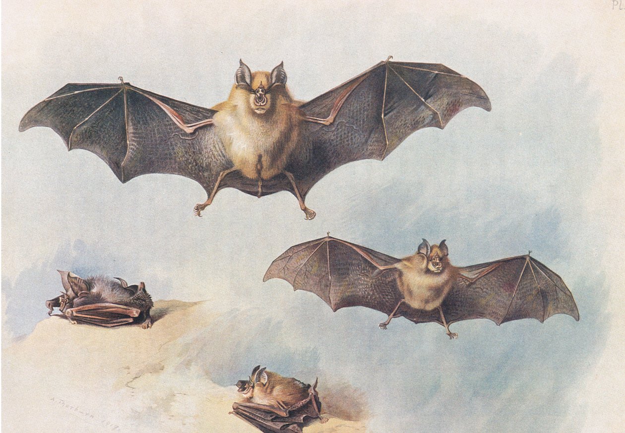 Petite chauve-souris fer à cheval et grande chauve-souris fer à cheval, de Mammifères de Thorburn publié par Longmans et Co, vers 1920 - Archibald Thorburn