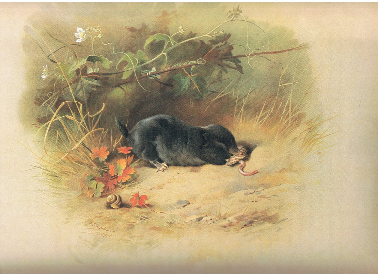 Taupe avec ver, de Mammifères de Thorburn publié par Longmans and Co, vers 1920 - Archibald Thorburn