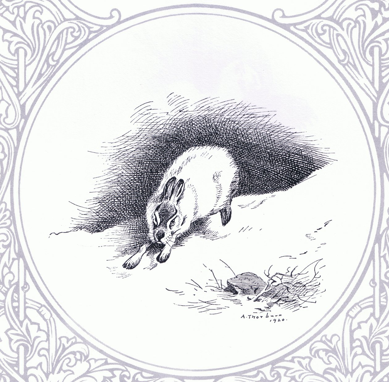 Lièvre des montagnes, pub. par Book Club Associates - Archibald Thorburn
