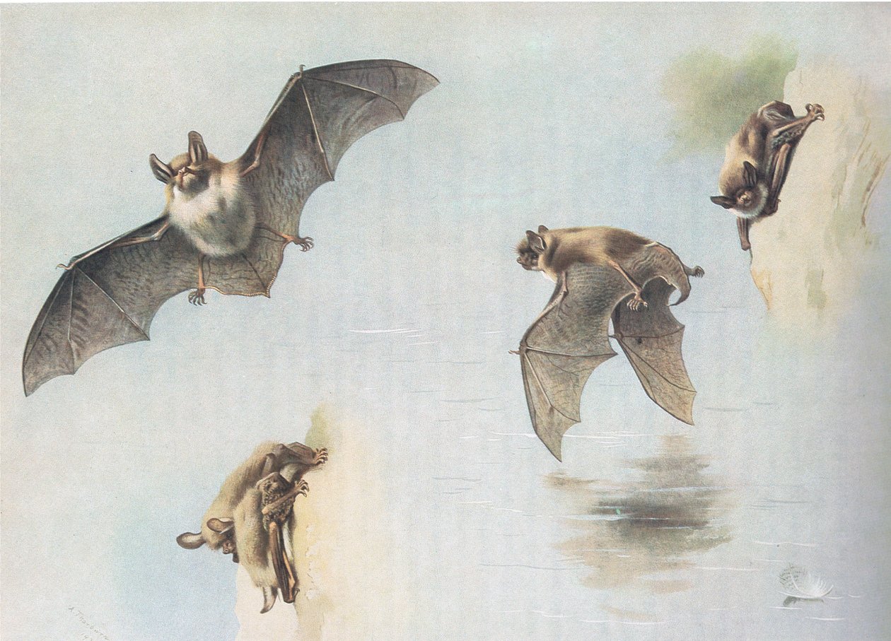 Chauve-souris de Natterer et chauve-souris de Daubenton, de Mammifères de Thorburn publié par Longmans et Co, vers 1920 - Archibald Thorburn