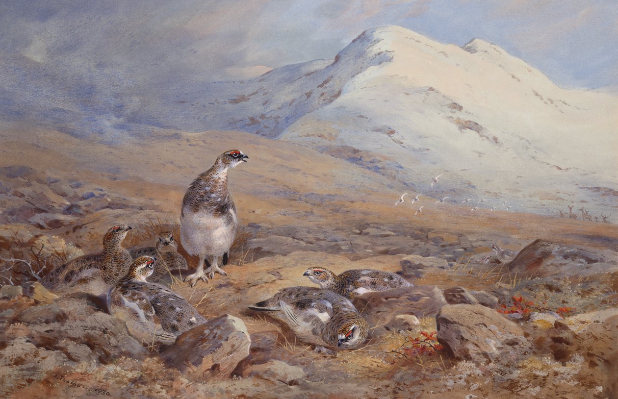 Sur le terrain du lagopède - Archibald Thorburn