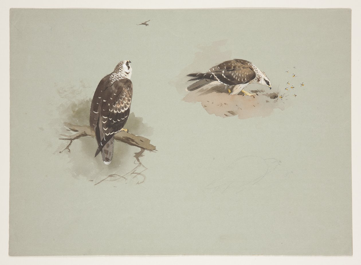 Bondrée apivore, c.1915 - Archibald Thorburn