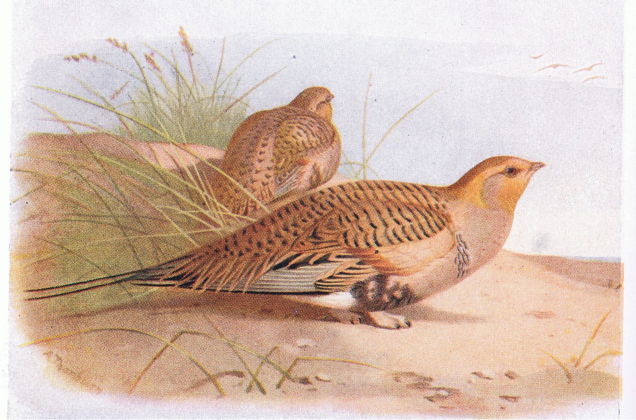 Ganga de Pallas, de Birds of the British Isles and Their Eggs publié par Frederick Warne & Co Ltd, 1958 - Archibald Thorburn