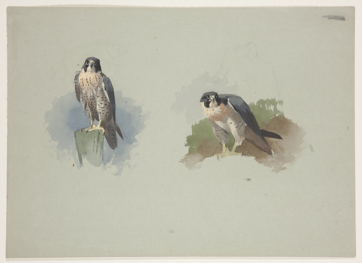 Faucon pèlerin mâle, c.1915 - Archibald Thorburn