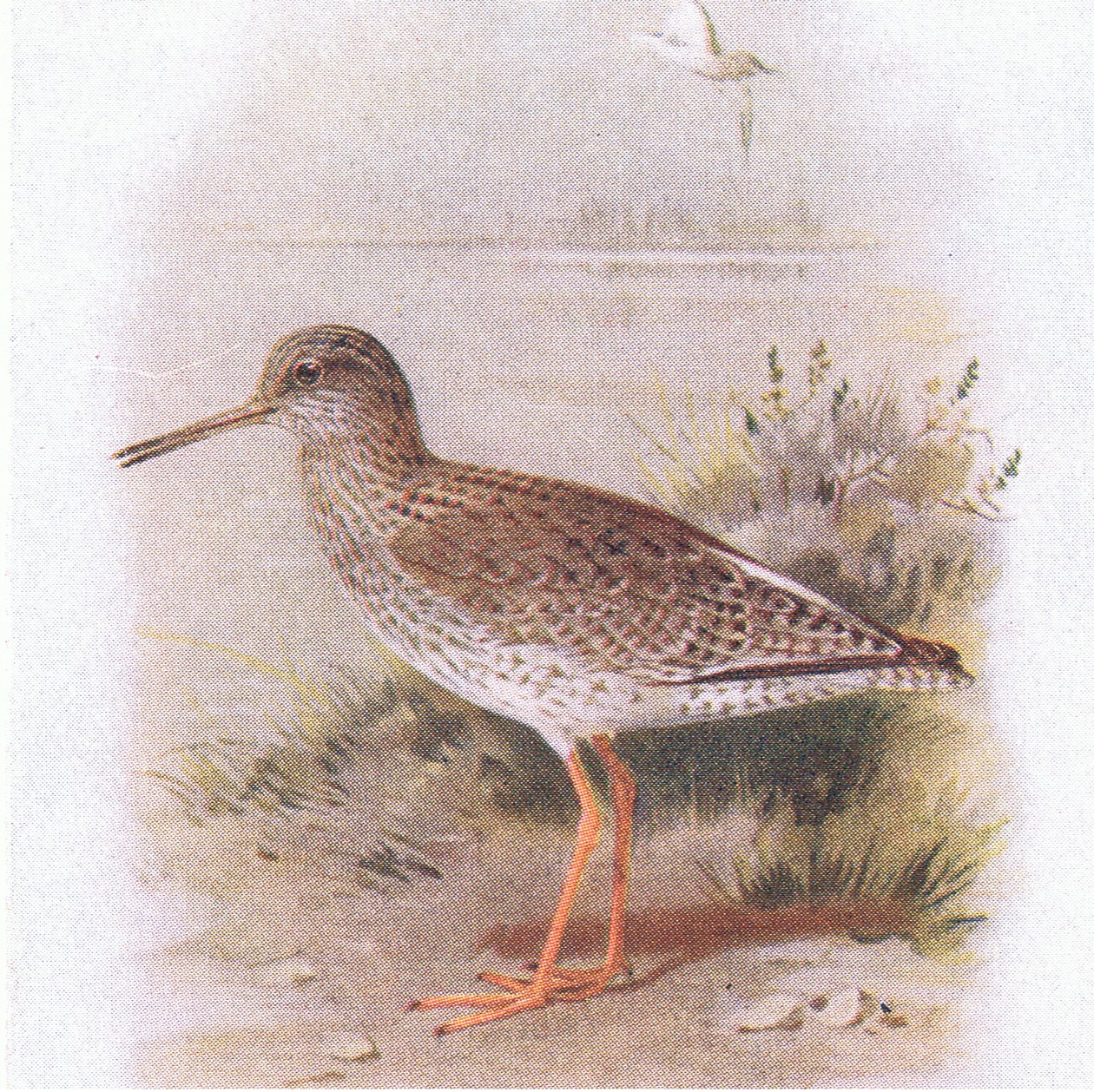 Chevalier gambette, de Birds of the British Isles and Their Eggs publié par Frederick Warne & Co Ltd, 1958 - Archibald Thorburn