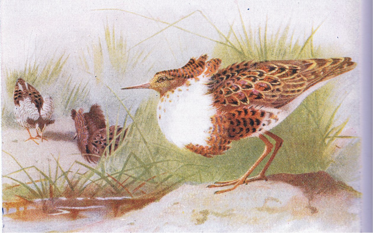 Combattant varié, de Birds of the British Isles and Their Eggs publié par Frederick Warne & Co Ltd, 1958 - Archibald Thorburn