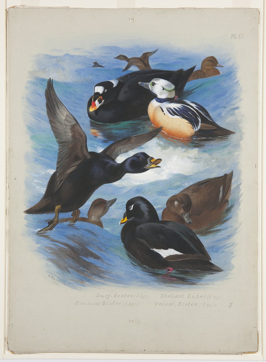 Macreuses et eiders de Steller, vers 1915 - Archibald Thorburn