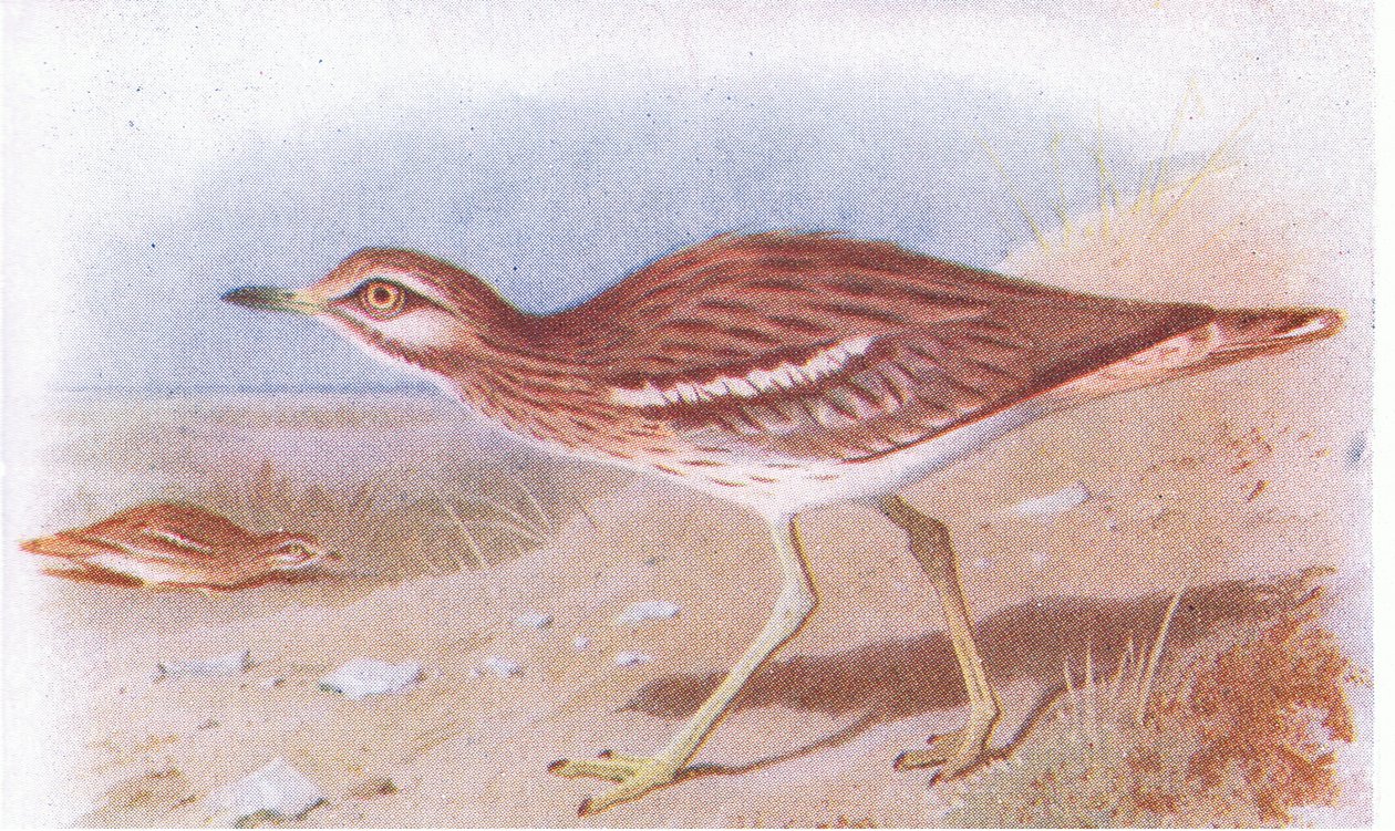 Œdicnème criard, de Birds of the British Isles and Their Eggs publié par Frederick Warne & Co Ltd, 1958 - Archibald Thorburn