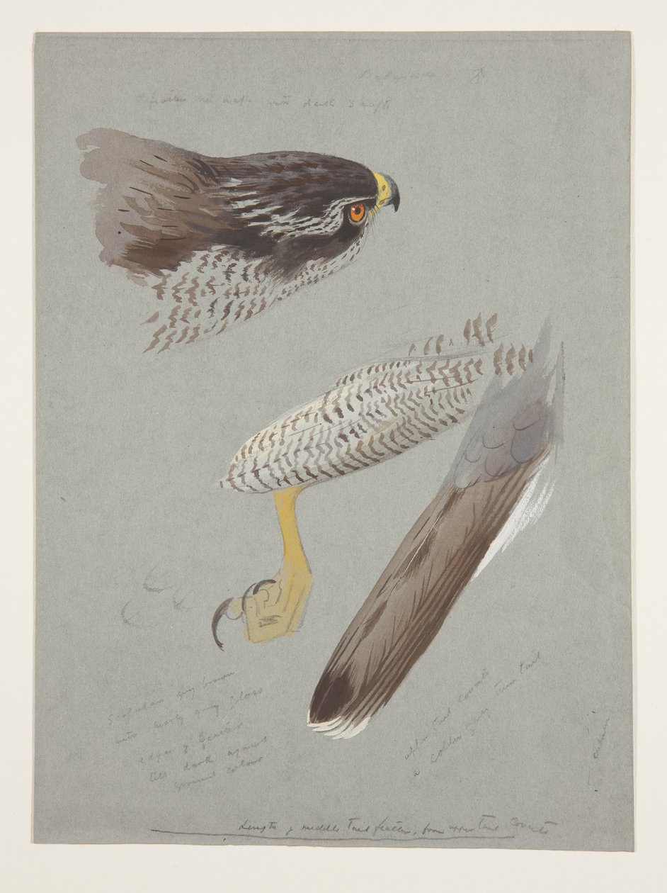 Études de tête, pied et aile de l