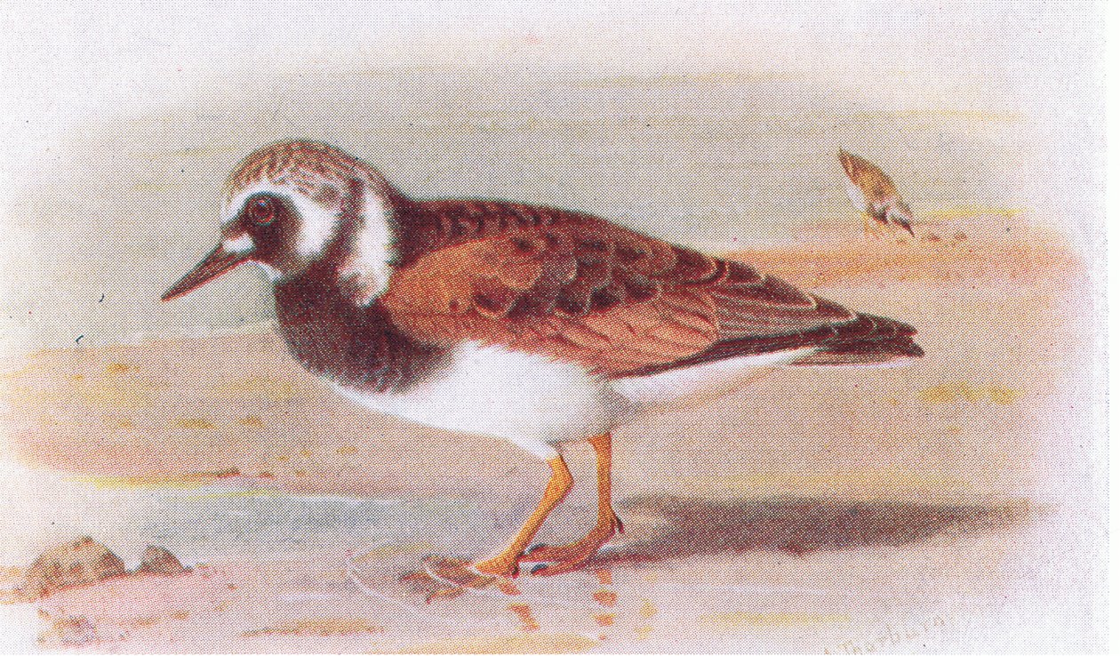 Tournepierre à collier, de Birds of the British Isles and Their Eggs publié par Frederick Warne & Co Ltd, 1958 - Archibald Thorburn
