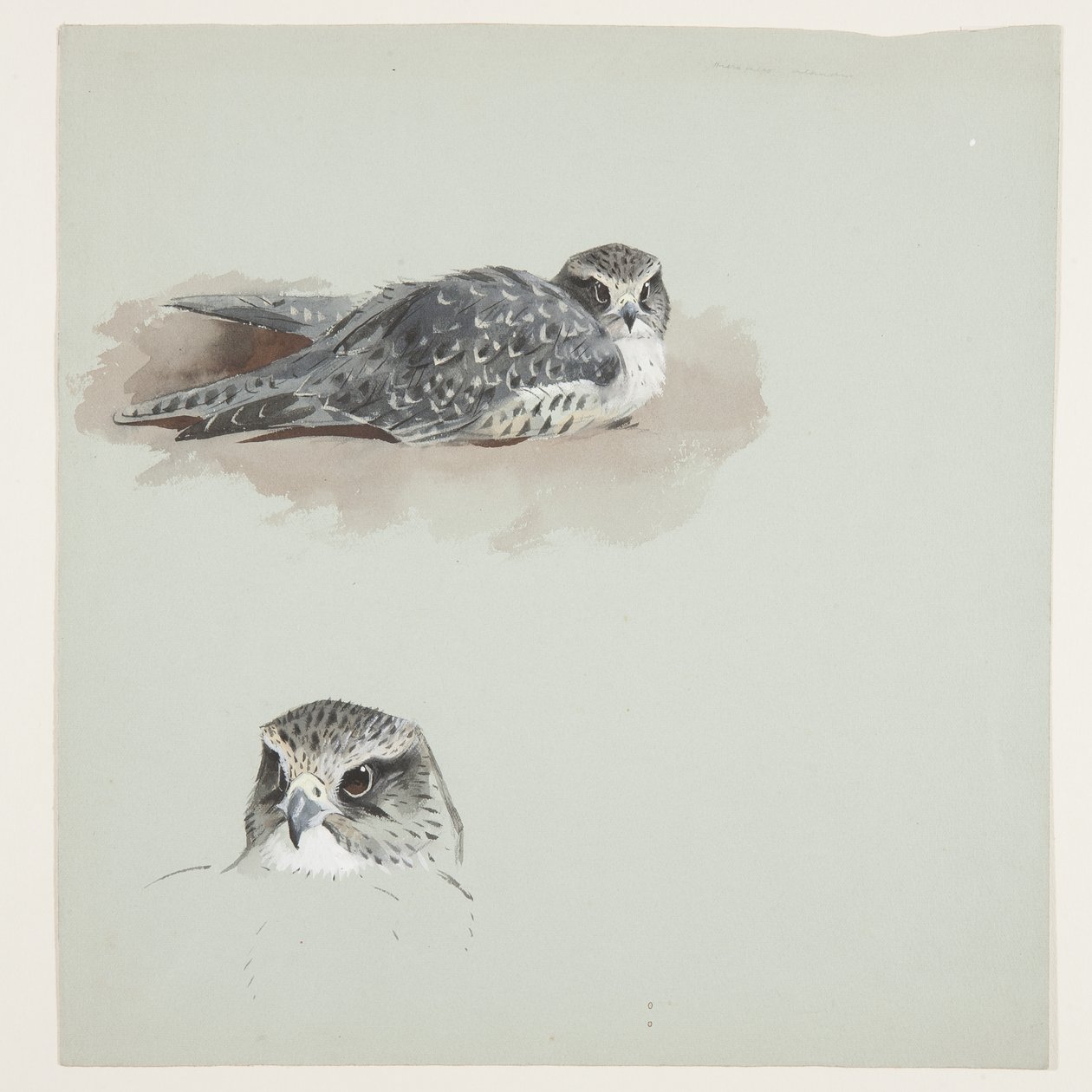 Deux croquis en couleur de faucon émerillon, c.1915 - Archibald Thorburn