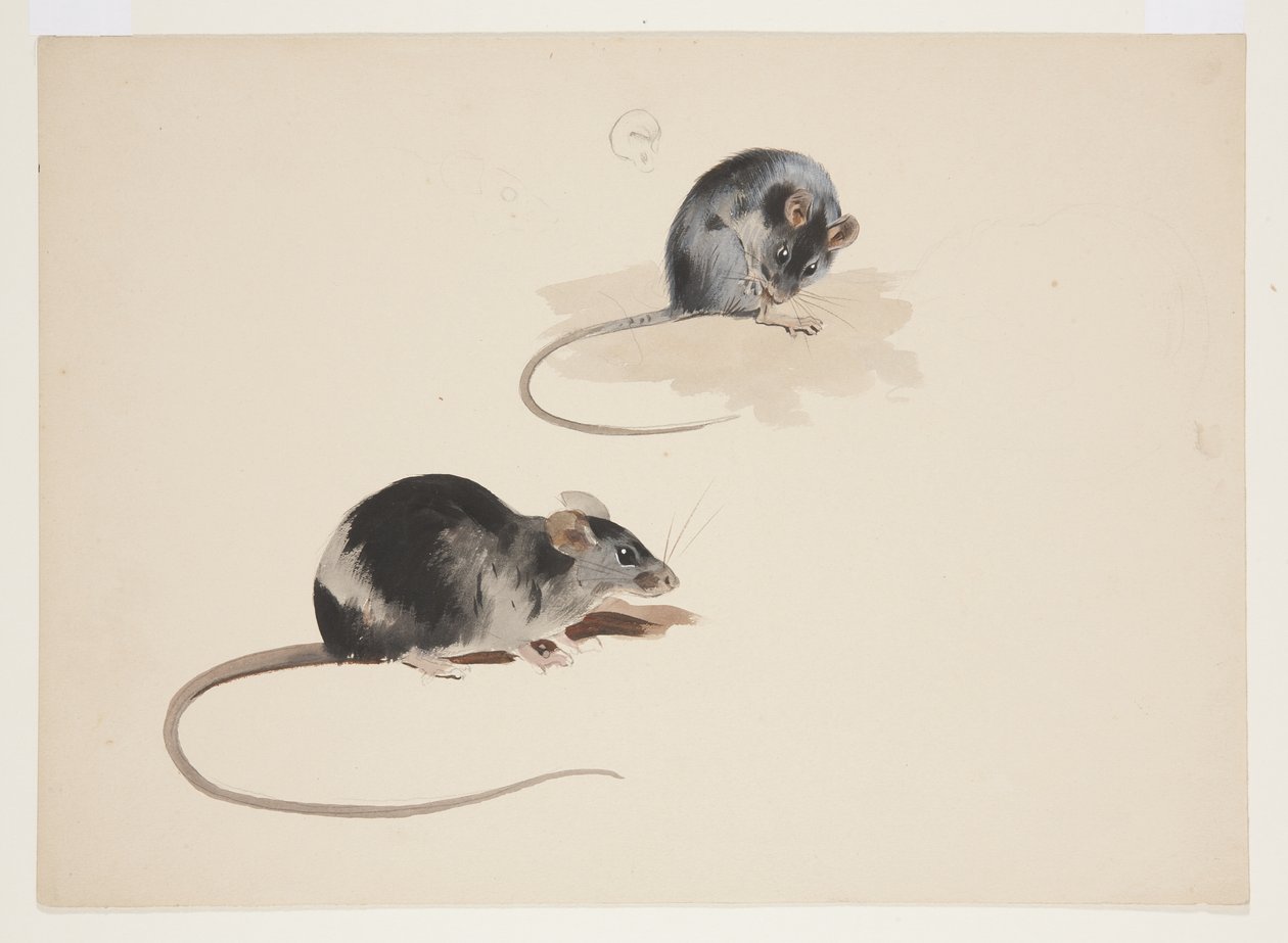 Deux études de rat noir, c.1915 - Archibald Thorburn