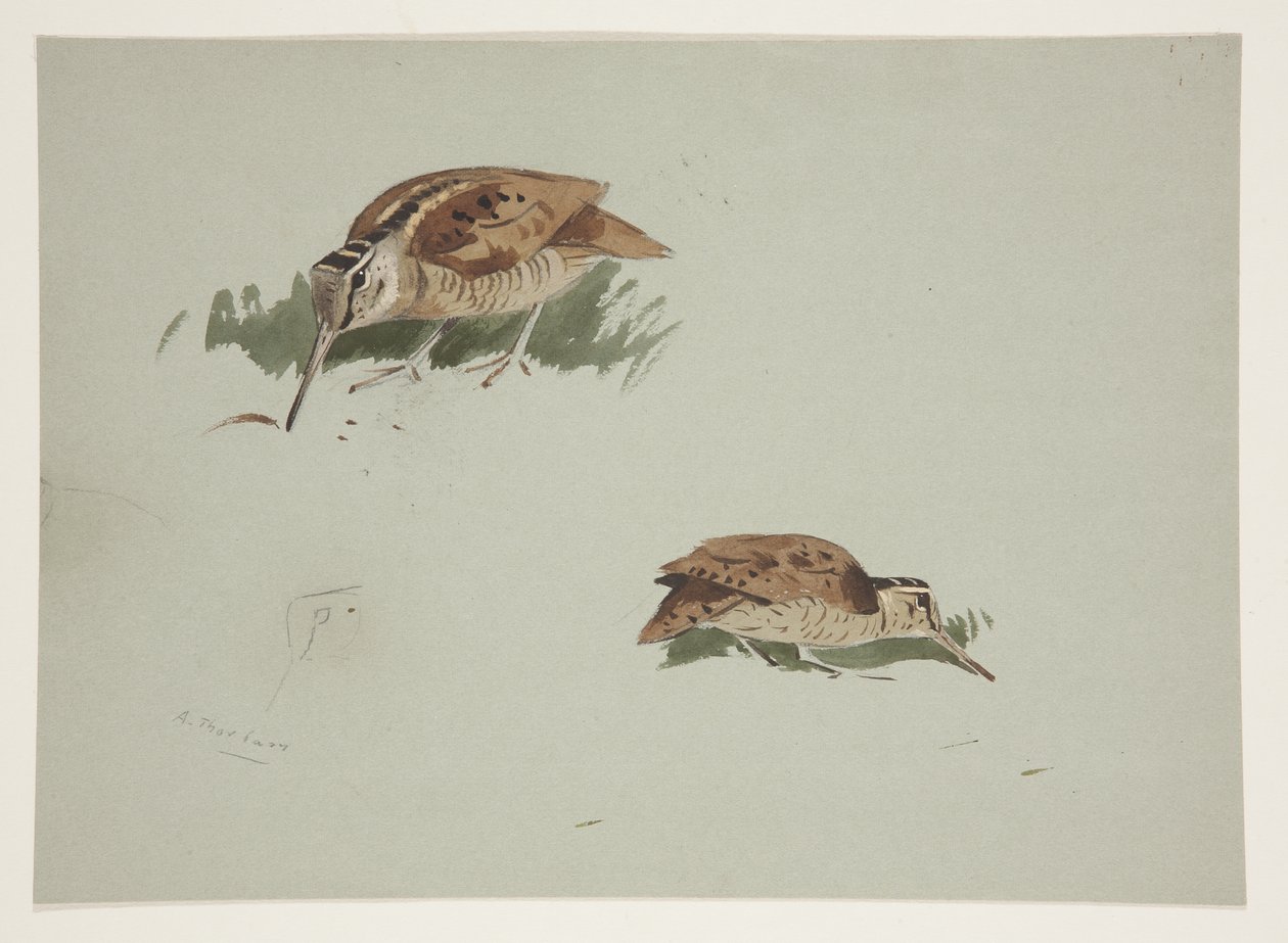 Deux vignettes de bécasse, c.1915 - Archibald Thorburn