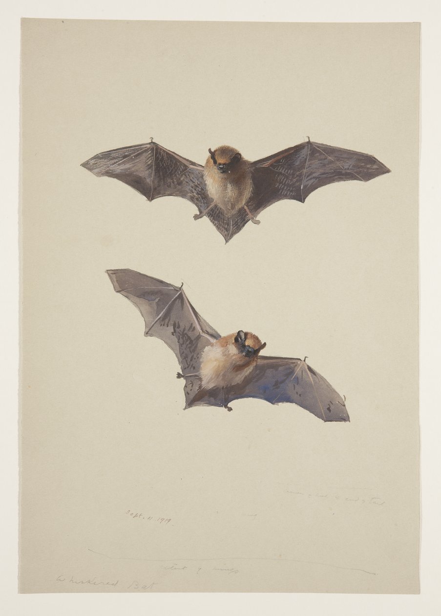 Chauve-souris moustachue, c.1915 - Archibald Thorburn