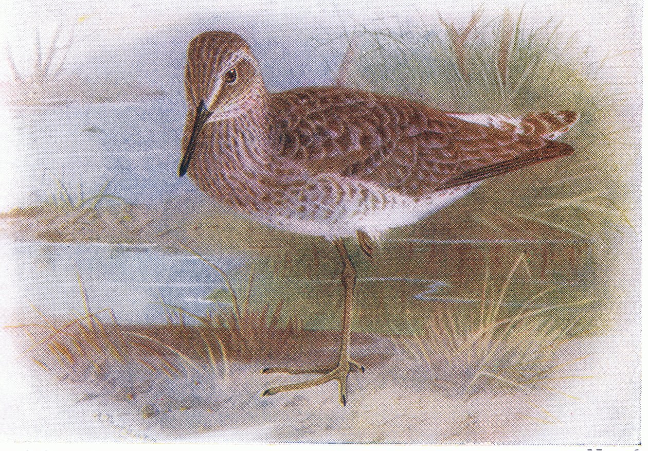 Chevalier sylvain, de Birds of the British Isles and Their Eggs publié par Frederick Warne & Co Ltd, 1958 - Archibald Thorburn