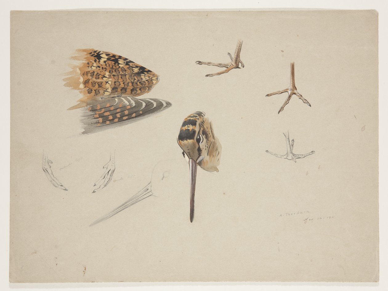 Bec, pieds et aile de bécasse, c.1915 - Archibald Thorburn