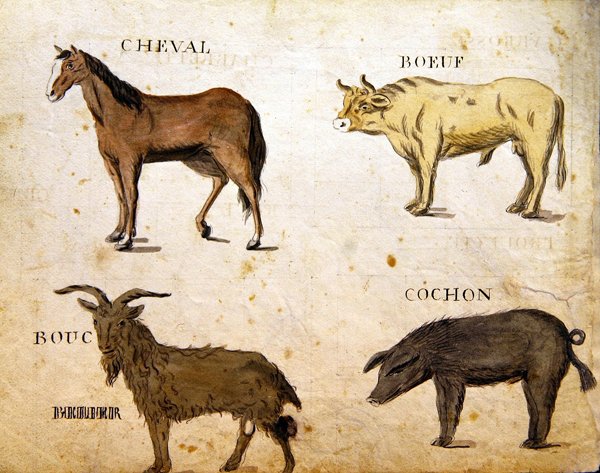 Illustrations de 