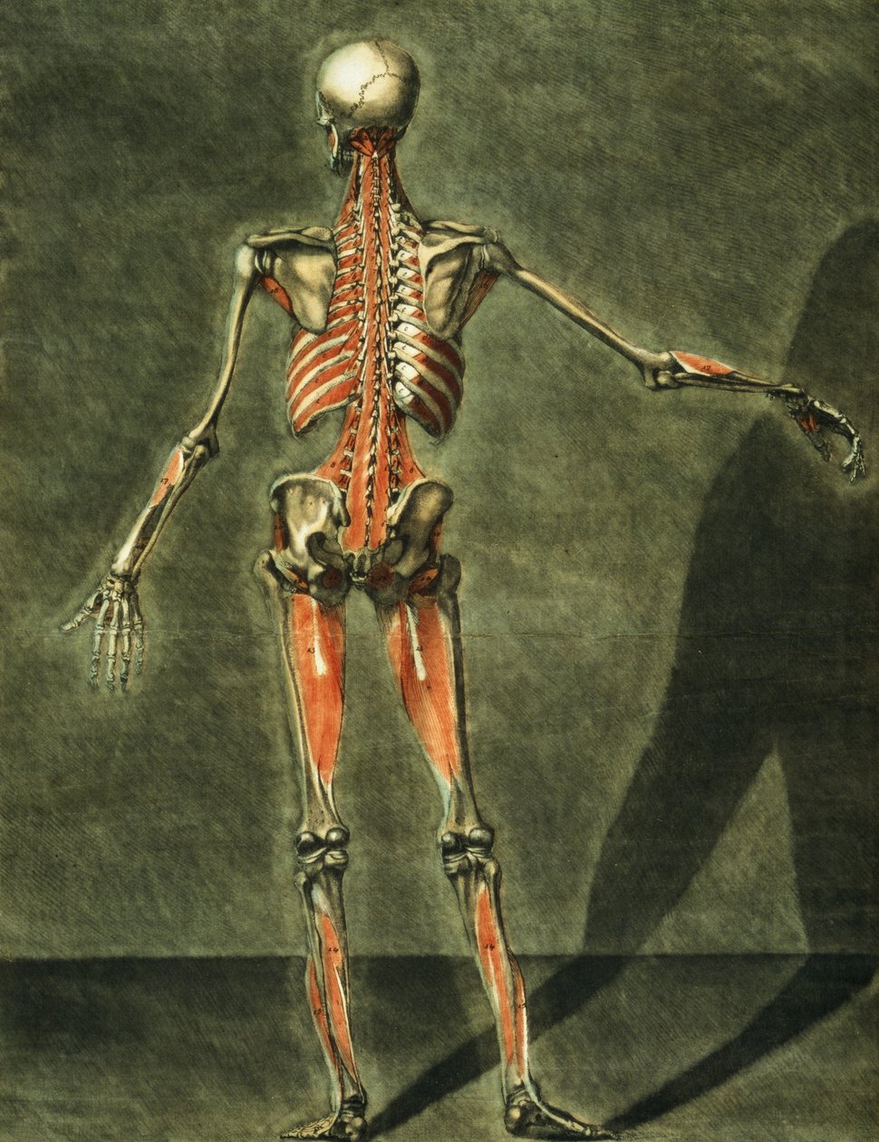 Système musculaire profond du dos du corps, planche 10 d