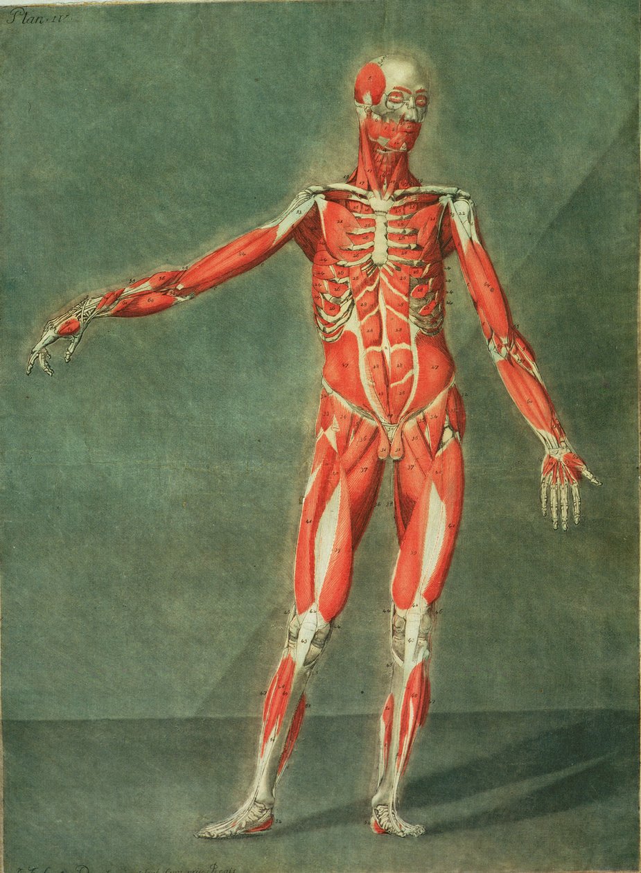 Système musculaire superficiel de l