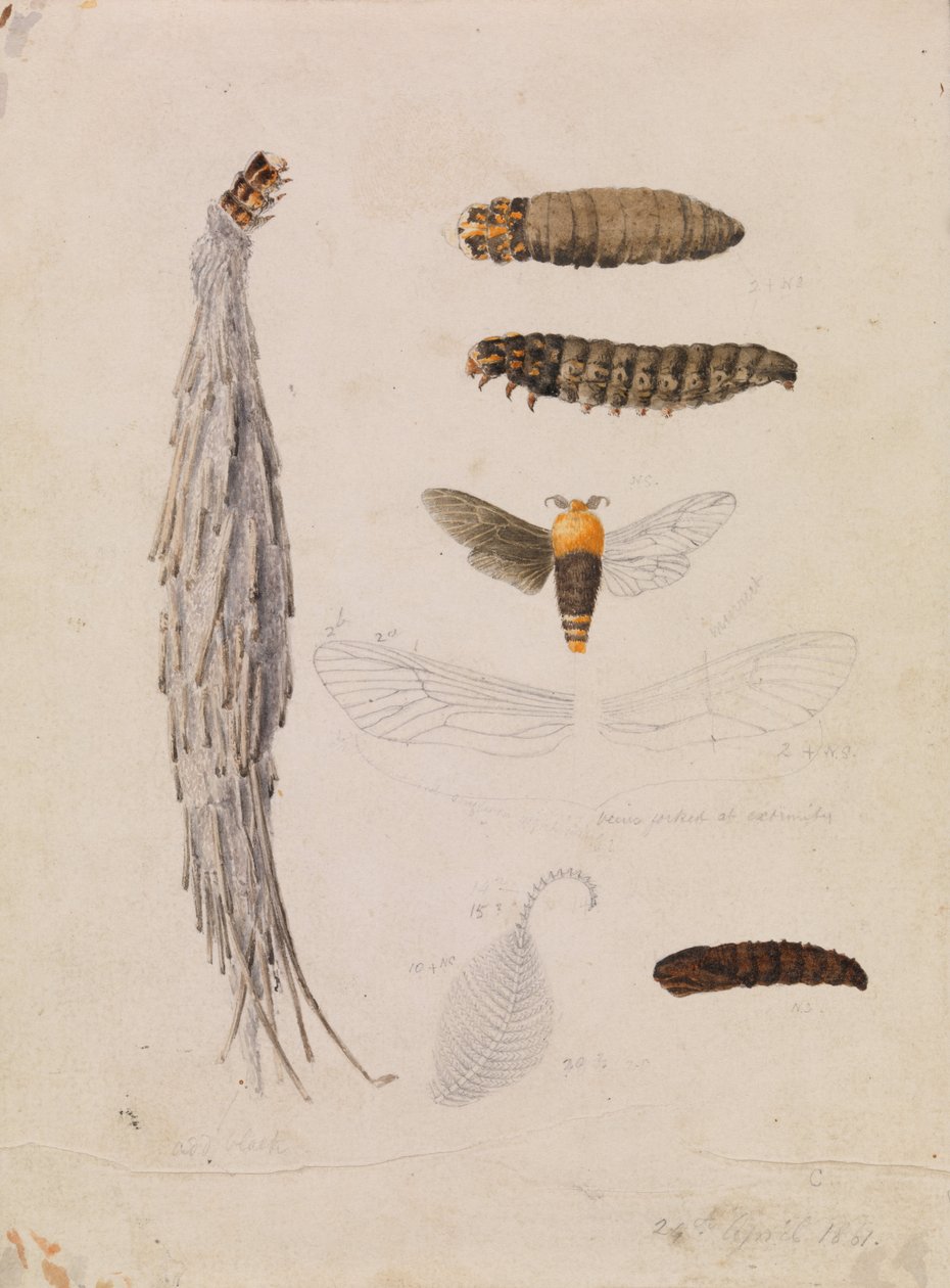 Papillon de nuit de Saunders, Metura elongatus - Arthur Bartholomew