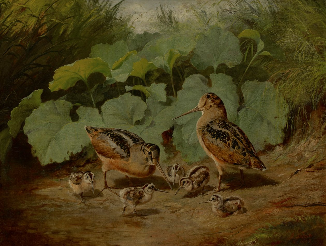 Bécasse et jeunes - Arthur Fitzwilliam Tait