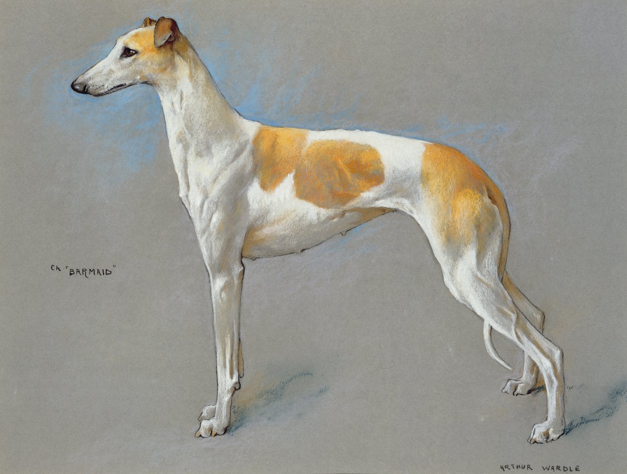 La chienne lévrier championne blanche et fauve 