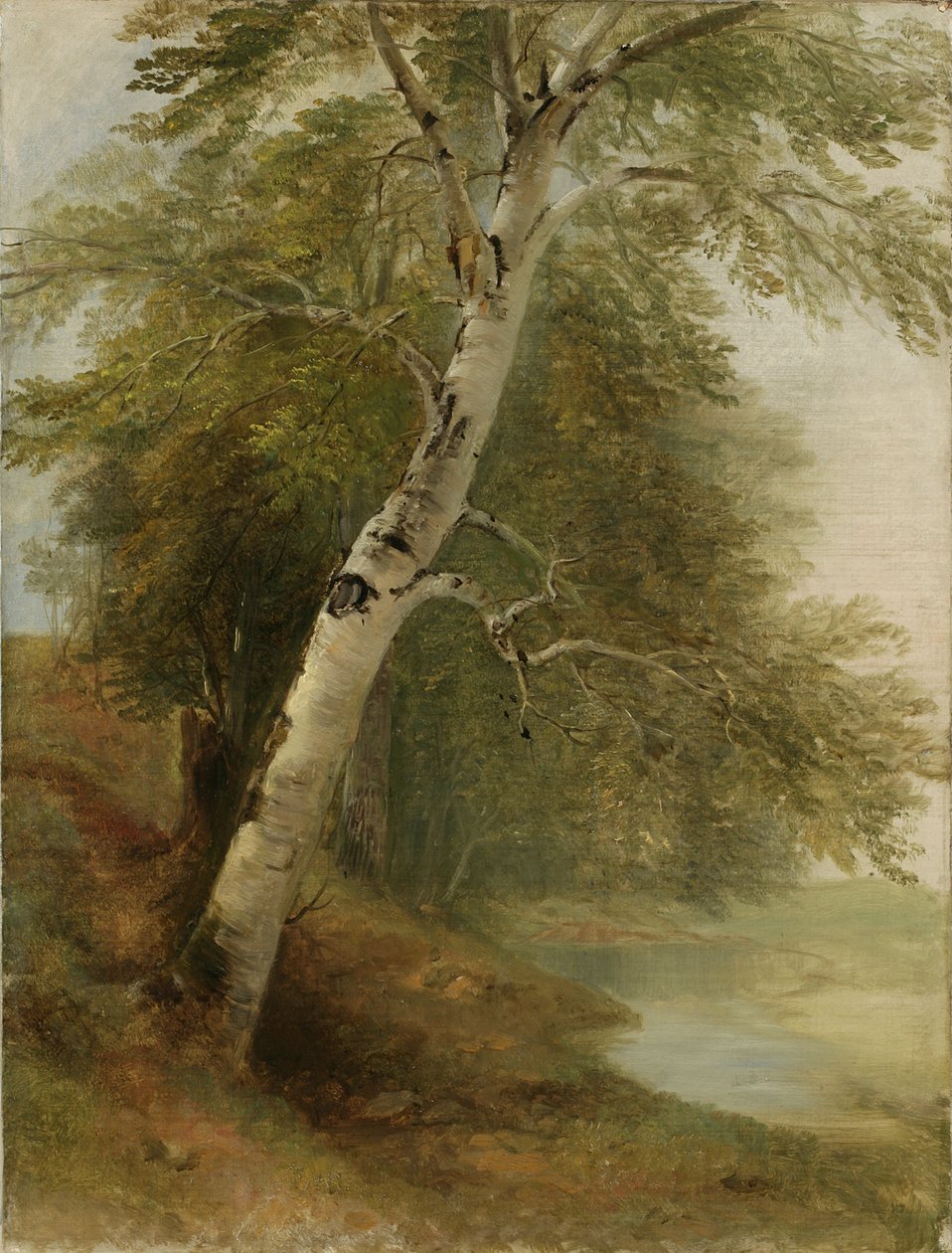 Étude de la nature : un bouleau, 1860 - Asher Brown Durand