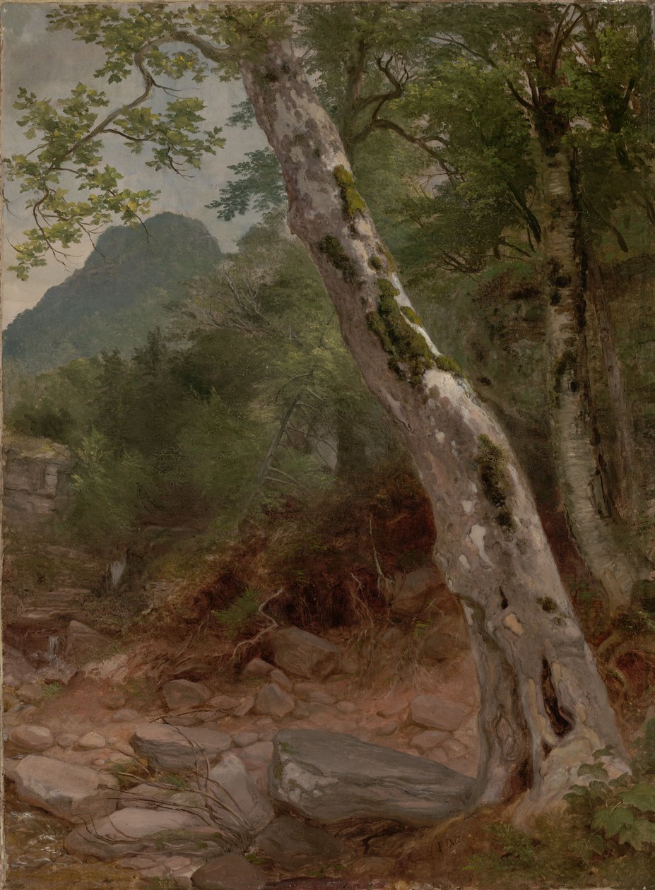 Un sycomore, Plaaterkill Clove (Le sycomore, Kaaterskill Clove) - Asher Brown Durand