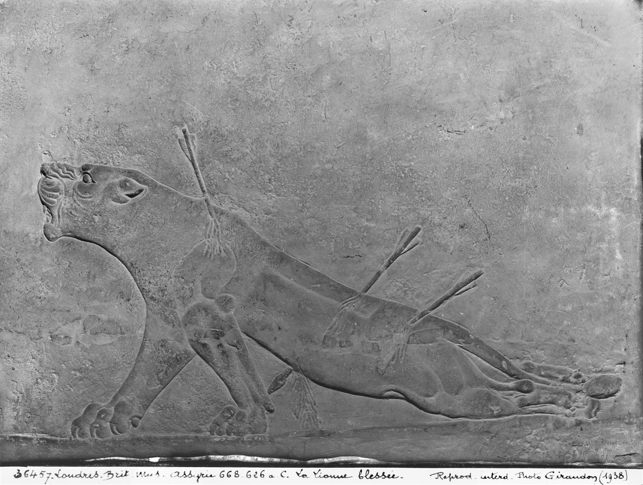 Lionne blessée, détail d
