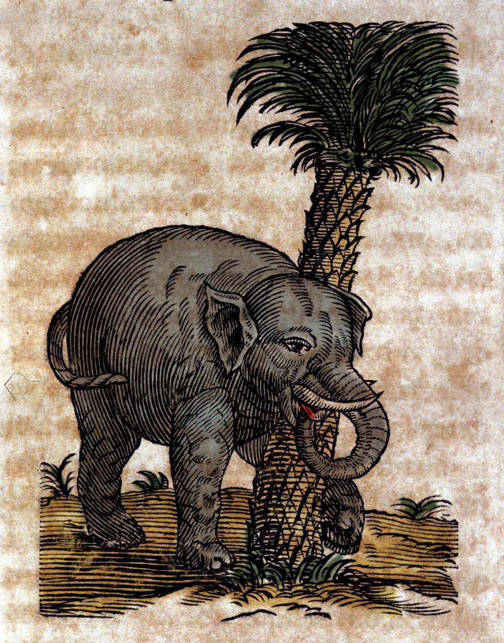 Un éléphant se frottant contre un tronc de palmier. Gravure d