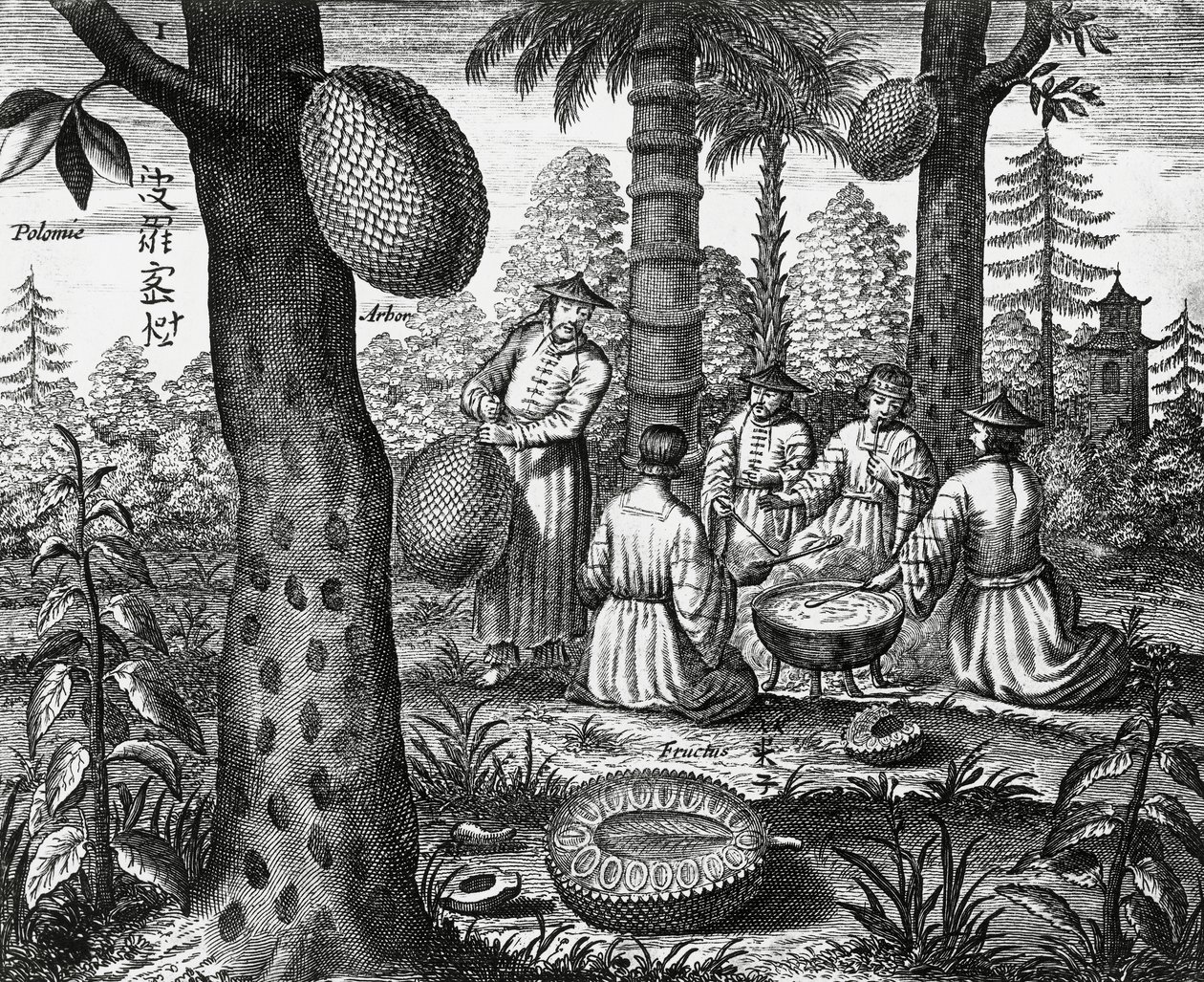 Fruits chinois (Arbor polomie, papaye chinoise) - Athanasius Kircher