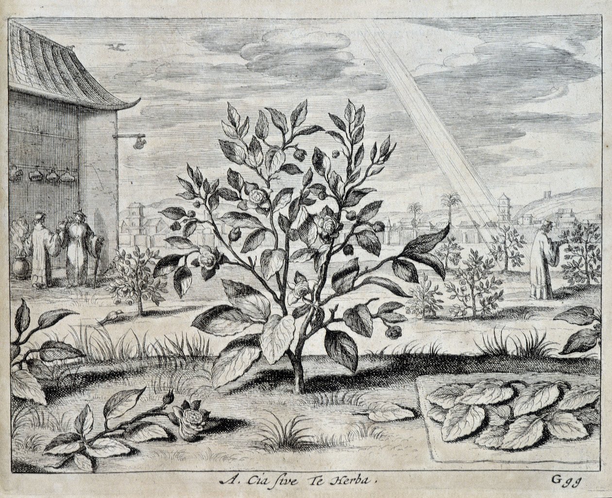 Le camélia - dans « China » par Athanase Kircher (ou Athanasius Kircheri) - Athanasius Kircher