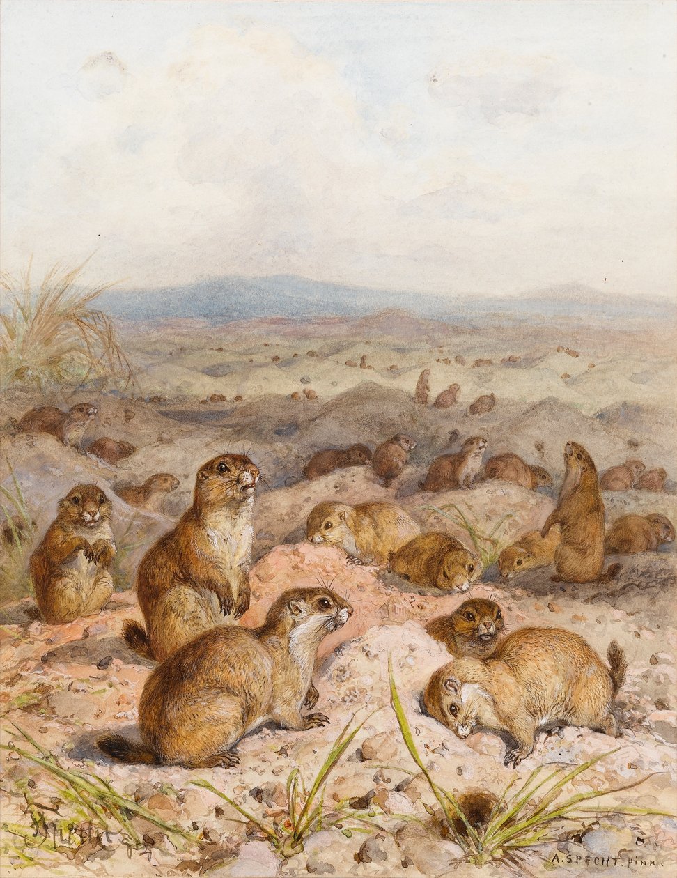 Marmottes à leurs terriers - August Specht