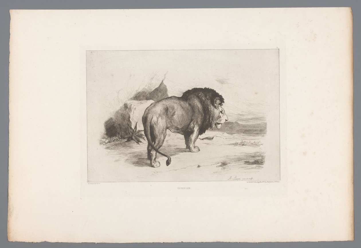 Lion (série: Eaux-fortes françaises de 1874) - Auguste Andre Lancon