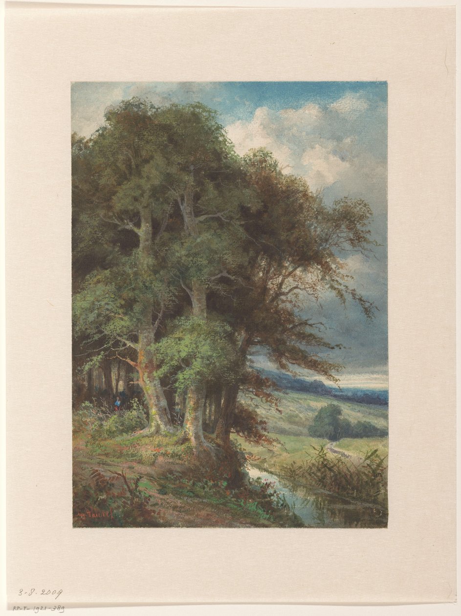 Grands arbres le long d