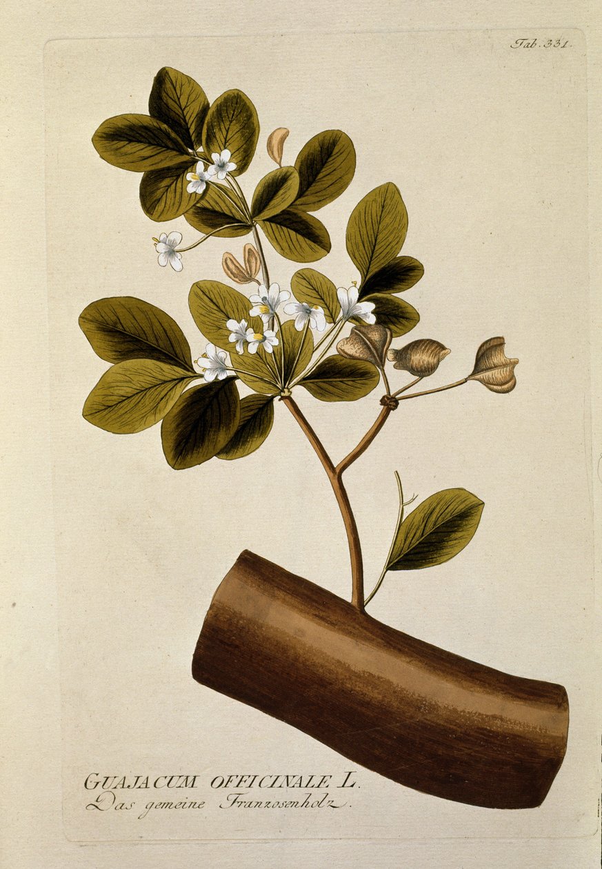 Botanique : « Guajacum officinale » Planche tirée de « Medicinalium secundum Linnaei digestarum » par Joseph Jacobi Plenck (1735-1807) 1788-1803 Collection privée - Austrian School