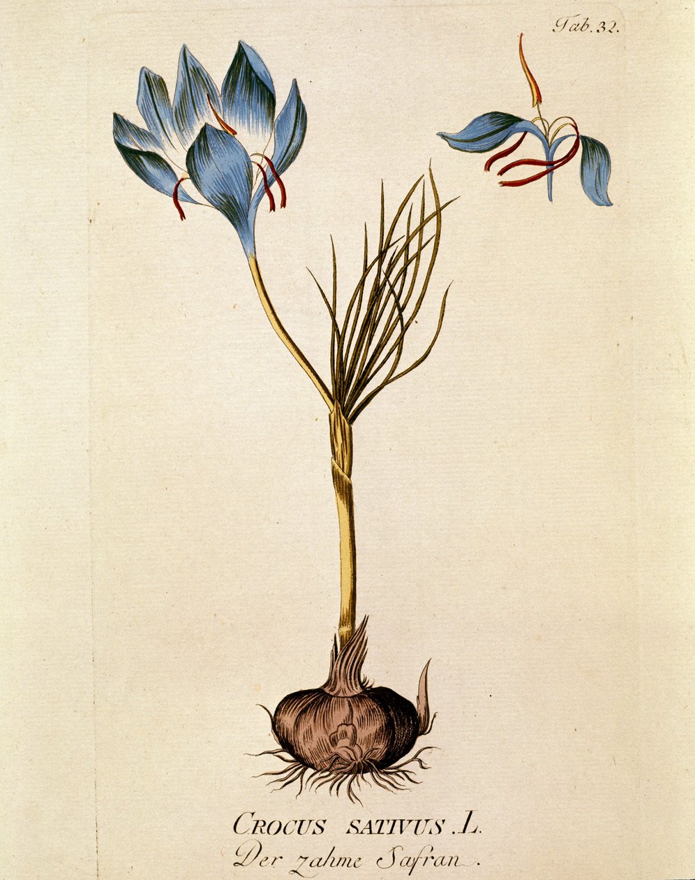 Botanique : Safran (Crocus sativum) Planche tirée de « Medicinalium secundum Linnaei digestarum » par Joseph Jacobi Plenck (1735-1807) 1788-1803 Collection privée - Austrian School