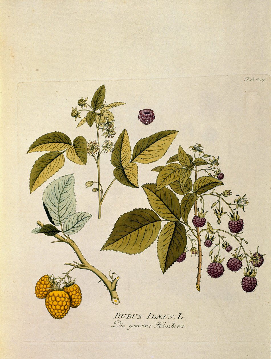Botanique : Framboisier (Rubus idaeus) Planche tirée de « Medicinalium secundum Linnaei digestarum » par Joseph Jacobi Plenck (1735-1807) 1788-1803 Collection privée - Austrian School
