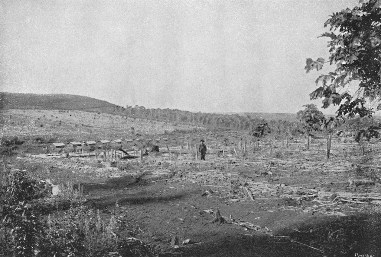Plantacao de Cafe novo, 1895 - Axel Frick