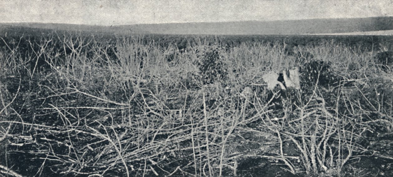 Plantation de manioc, 1895 - Axel Frick