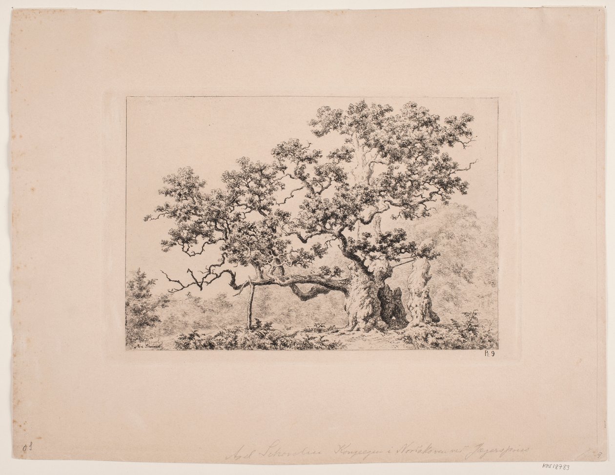 Le chêne royal - Axel Schovelin