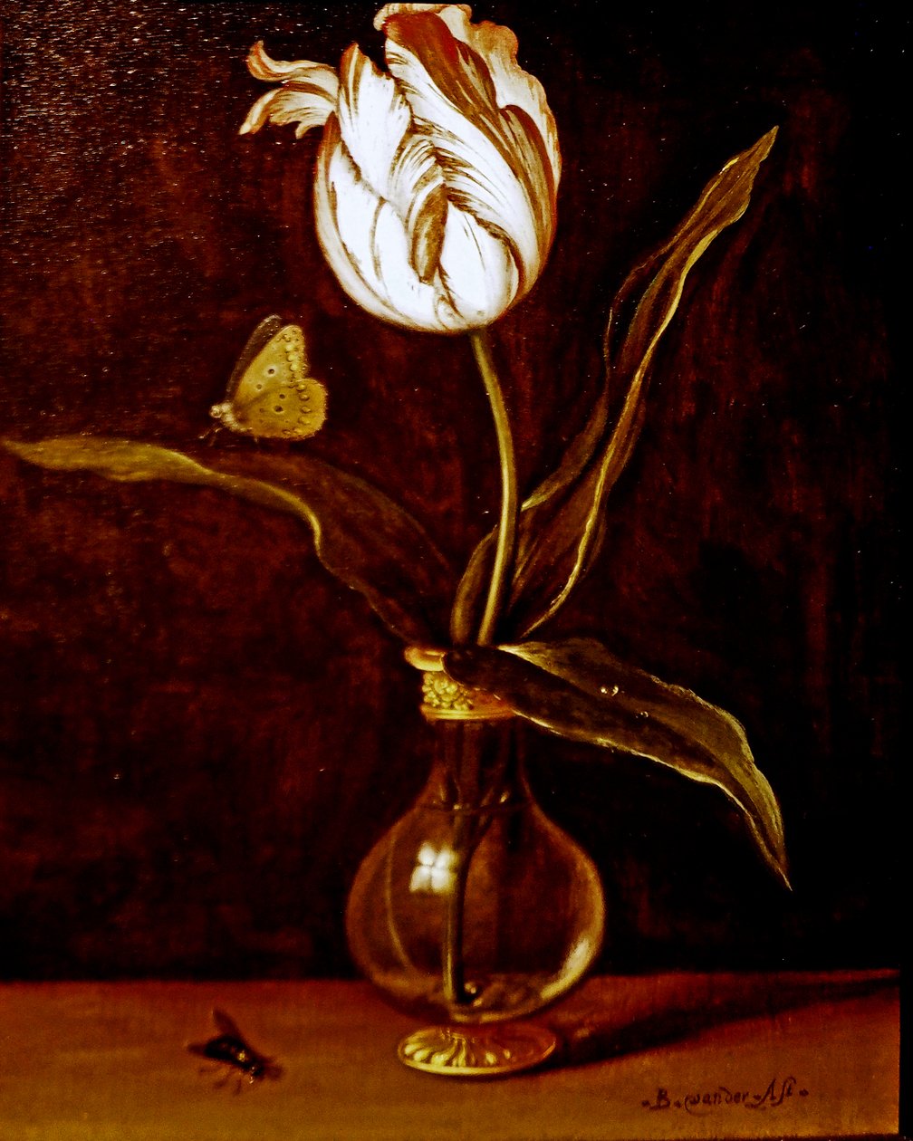 Une tulipe dans un vase - Balthasar van der Ast