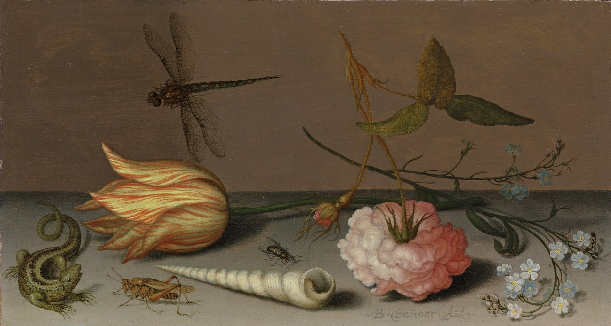 Une tulipe, un œillet, une branche de myosotis, avec une coquille, un lézard et une sauterelle, sur un rebord, une libellule en vol - Balthasar van der Ast