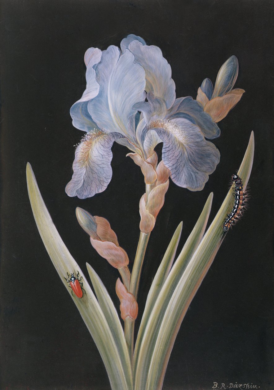 Iris germanica avec chenille et coléoptère - Barbara Regina Dietzsch