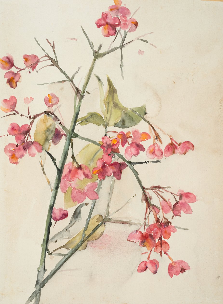 Fleurs roses - Barbara Leigh Smith Bodichon