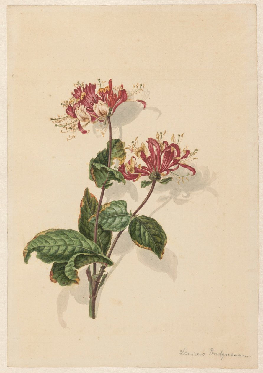 Branche de chèvrefeuille sauvage (Lonicera periclymenum) - Barend Hendrik Thier