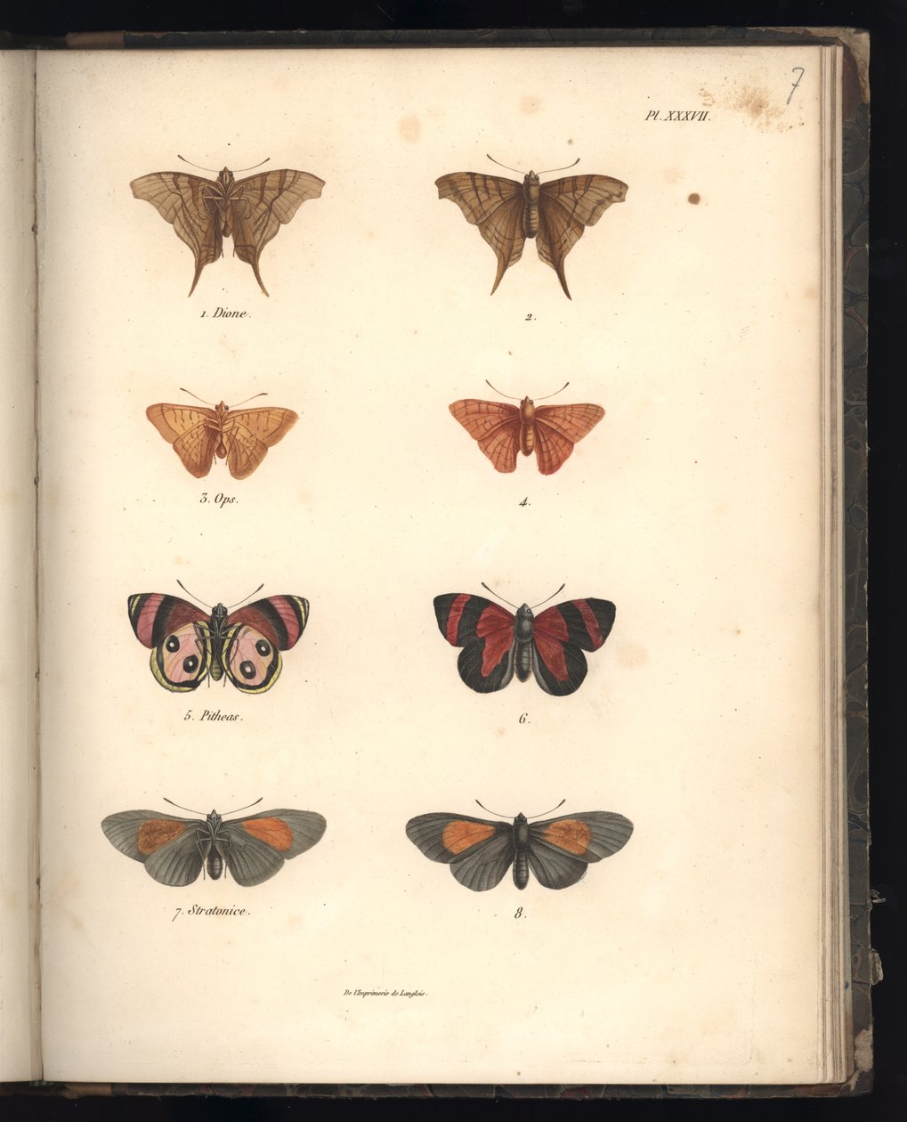 Lépidoptères, Pl. XXXVII, illustration de 