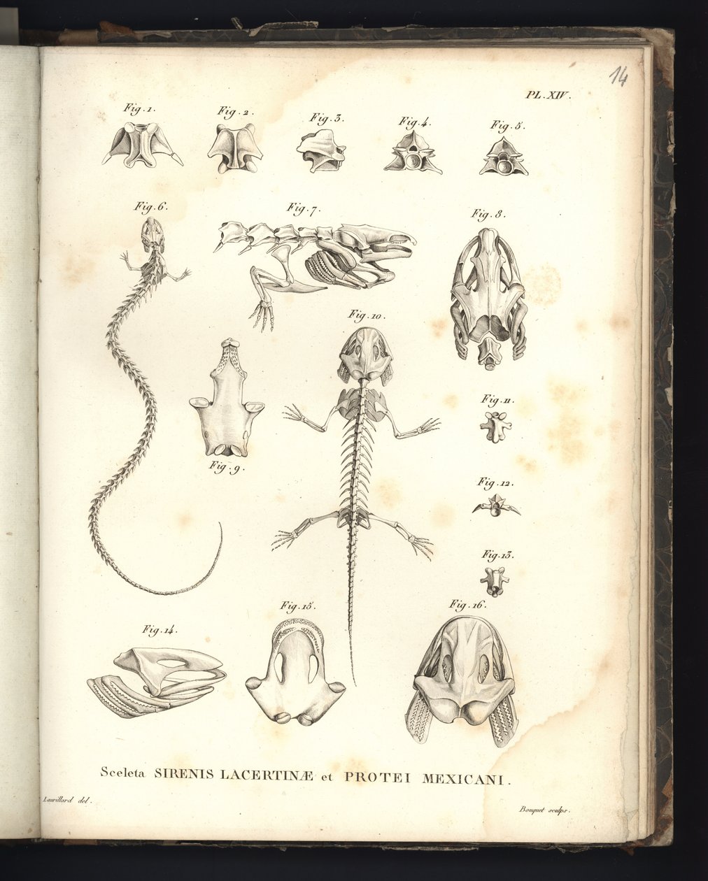 Sceleta Strenis Lacertinae et Protei Mexicani, planche XIV, Ostéologie de la sirénomélie et de l